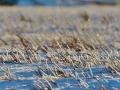 Freezing rain followed by snow in South Dakota.