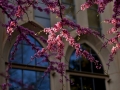 There's no shortage of apple blossoms in spring around the twin cities. Very beautiful!