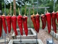 Jac and I both love spicy food. Her father grows the best chilies and peppers. Just the best :).