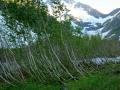 Trees grow oddly near glaciers - near Byron Glacier.