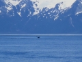 A whale that we saw in the Kenai Fjords.