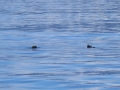 Friendly otters in the Kenai Fjords. One is waiving at us.