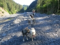 Jacquelyn went on an Iditarod tour and rode a contraption pulled by dogs.