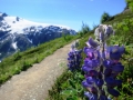 Moutain Lupin on the Exit Glacier trail.