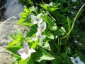 Flowers along the trail.