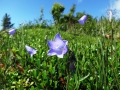 Beautiful trail flower on the Skilak Lookout trail.