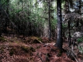 Cool trail to Skilak Lookout.