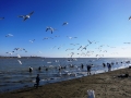 Seagulls loved the dipnetters.