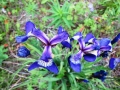 Wild Iris.