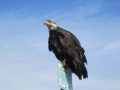 An eagle in Homer, AK.