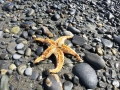 We found an upside down starfish and didn't know if it was supposed to be that way so we flipped it over.