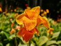 Flowers in Brisbane, Australia.