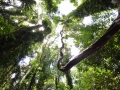 Rainforest in Dorrigo National Park.