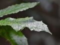 No big deal, just a leaf with SPIKES.