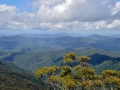 New England National Park in Australia. Vast rainforest.