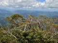 New England National Park in Australia. Vast rainforest.