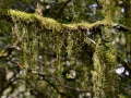 Rainforest in New England National Park.