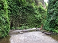 135___redwoods2