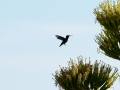 A hummingbird!