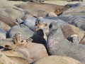 Elephant seals are loud and smell bad.
