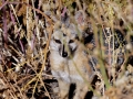 A fox type animal we saw on Highway 101.