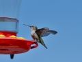 A hummingbird!