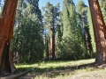 It's hard to tell but the General Sherman tree is in the middle. The tree is HUGE - look at all the little people!