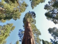 Sequoia trees are massive.