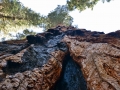 Sequoia trees are massive.