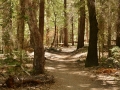 Beautiful hiking trails :).