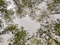 Forest in the Eastern Sierras.
