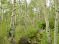 Forest in the Eastern Sierras.