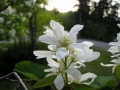 28___flower_near_lake_mcdonald
