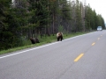 44___friendly_bears
