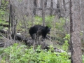 48___friendly_bear_2