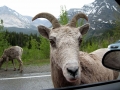 51___extremely_friendly_sheep