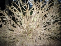 53___root_structure_of_fallen_cedar