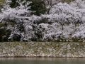 Cherry blossoms around Hiroshima Castle.