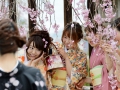 Lots of people dress up and walk around the cherry blossoms. It's pretty cool!