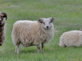 Sheep in Iceland