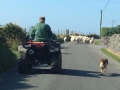 A shepard, his dog and his flock on the highway in Ireland.