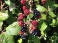 Raspberries grow wild all over the place in Ireland.