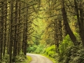 Ecola State Park, Oregon, near Cannon City