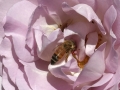 Rose Test Garden!