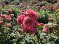 Rose Test Garden!