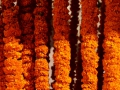 Flowers inside the Jodhpur fort.