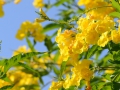 Cool flowers