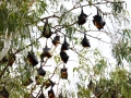 Lots of bats hanging out. Our driver pulled over when he saw this, told us to get out of the car and then told us to look up. They were big bats.