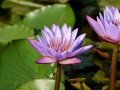 Water lily flower in Udaipur.