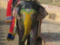 Pretty elephant :).